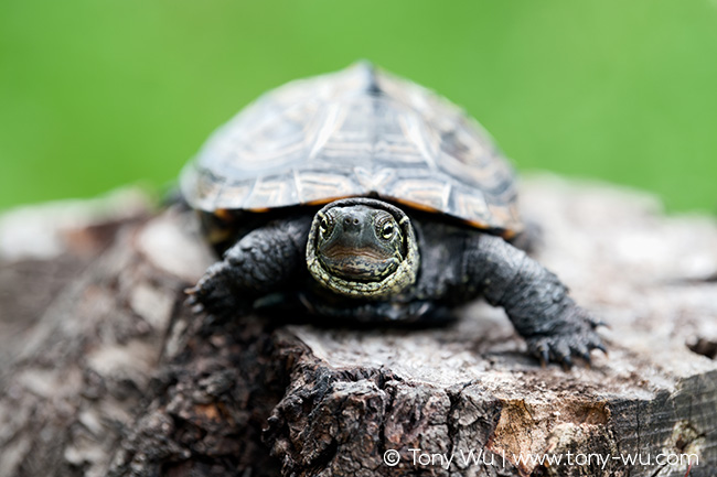 Oogway Reeve's pond turtle