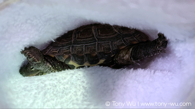 Oogway Reeve's pond turtle