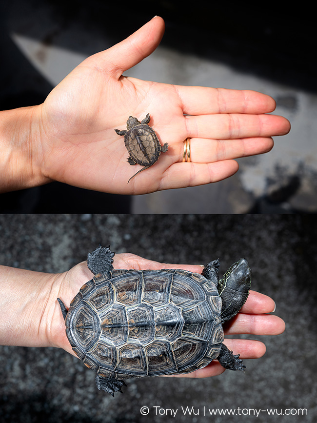 Oogway Reeve's pond turtle