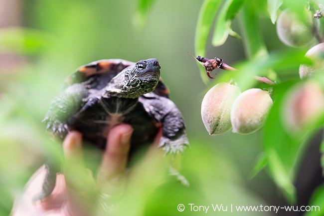 Oogway Reeve's pond turtle