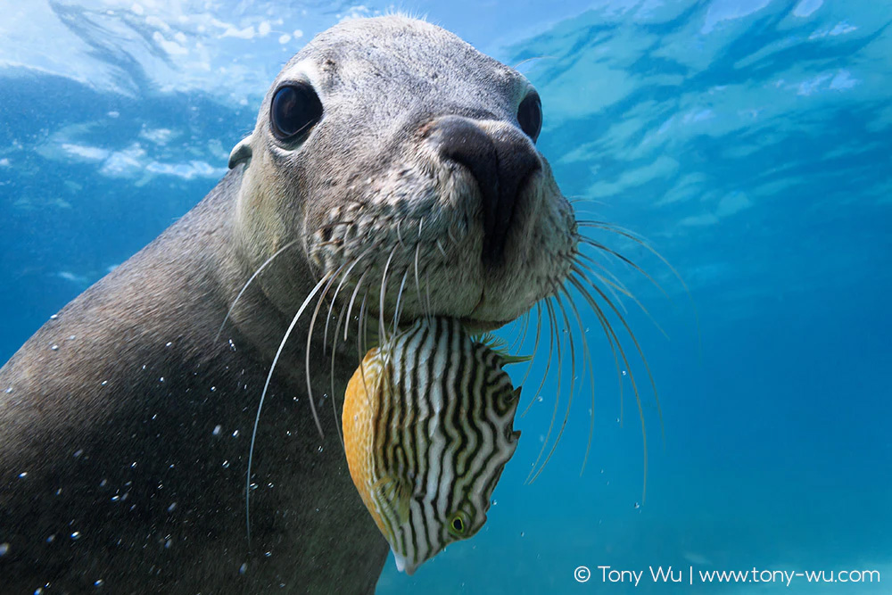 Australian sea lion with fish in mouth