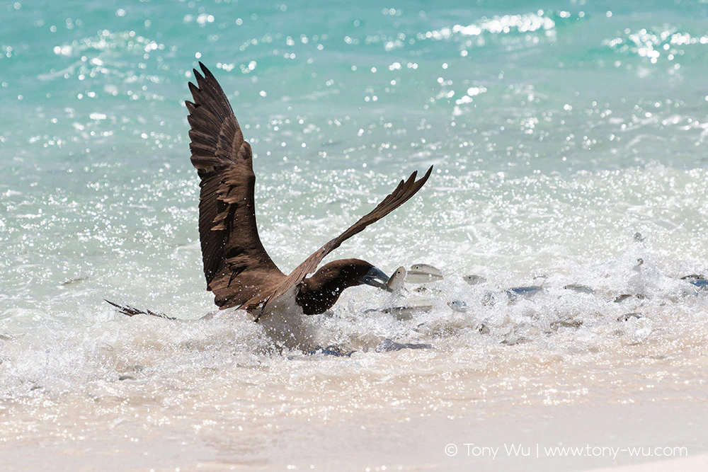 brown booby grabbing sardine