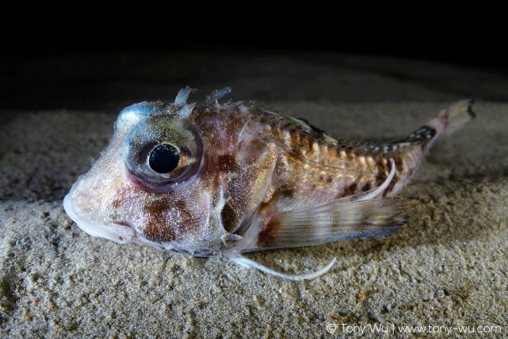 Marukawichthys ambulator deepwater bullhead sculpin