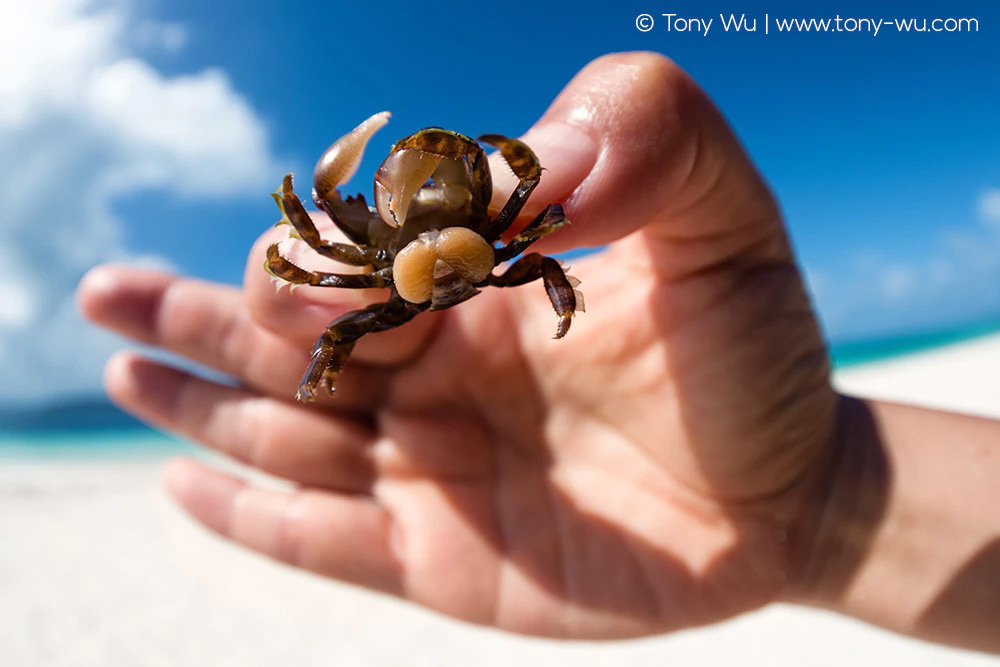 crab infected with Sacculina parasite