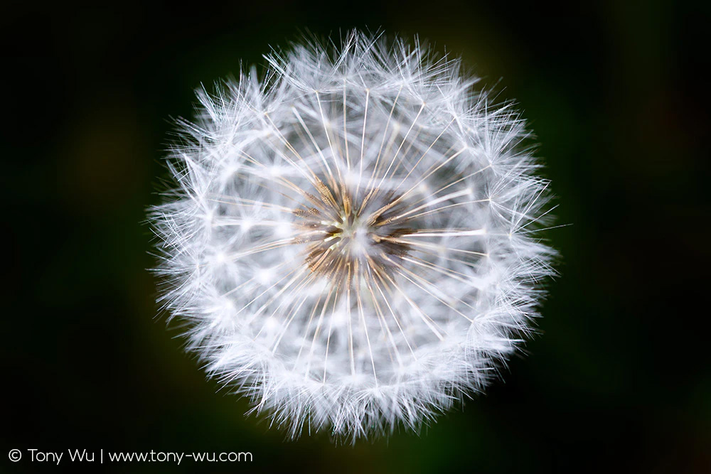 dandelion with dark background