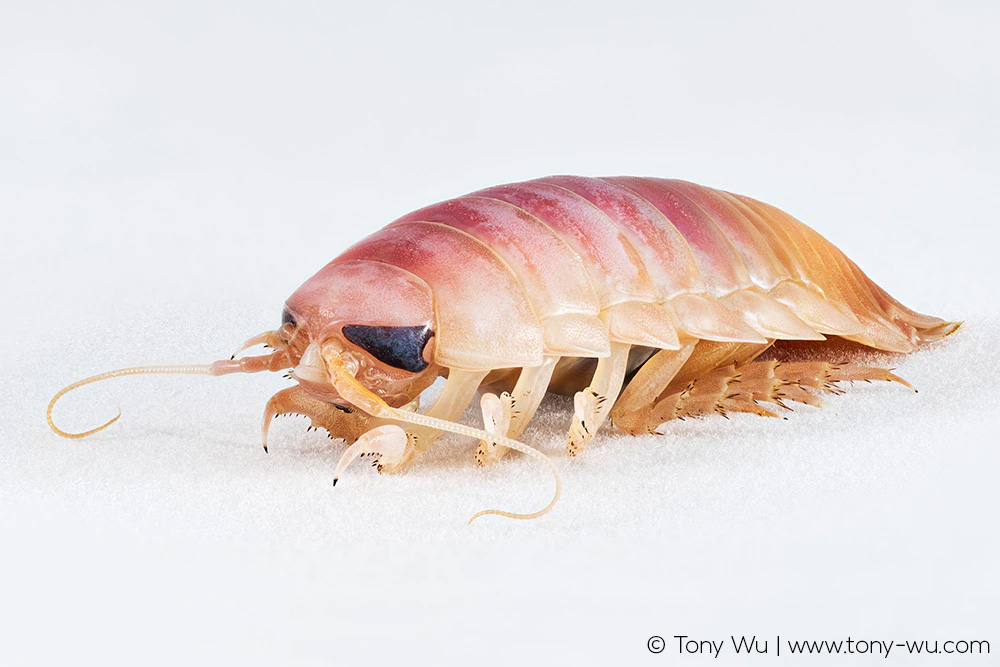 Bathynomus doederleinii deepwater giant isopod