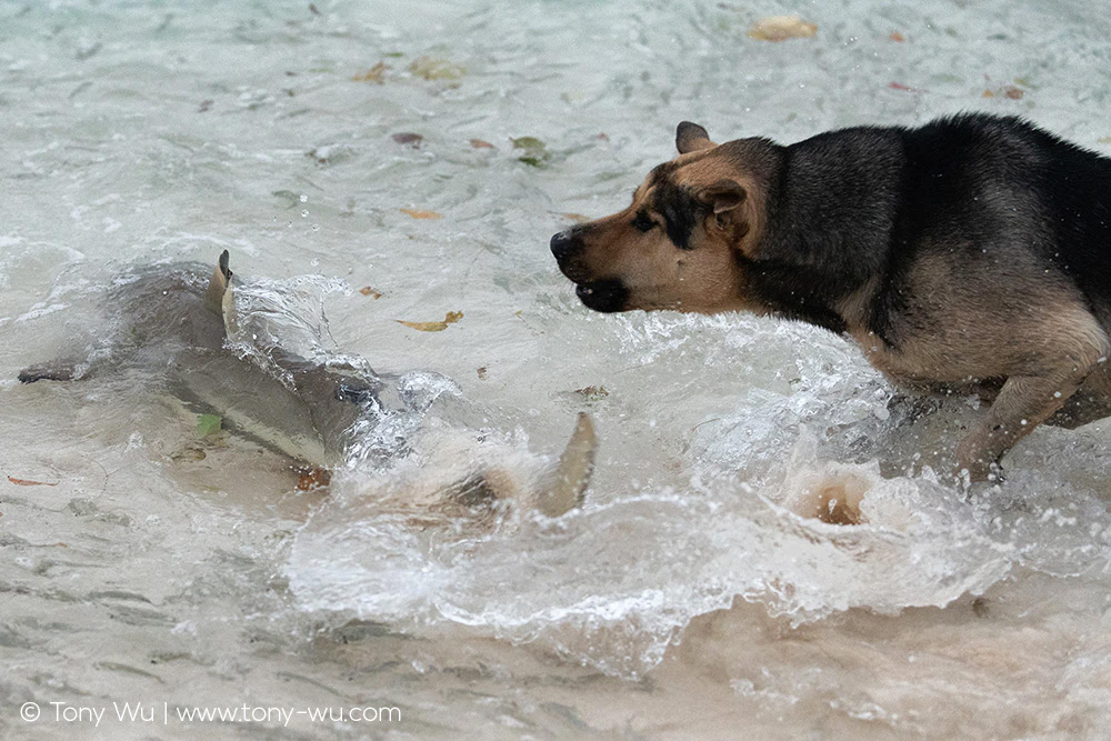 blacktip reef shark and dog with sardines