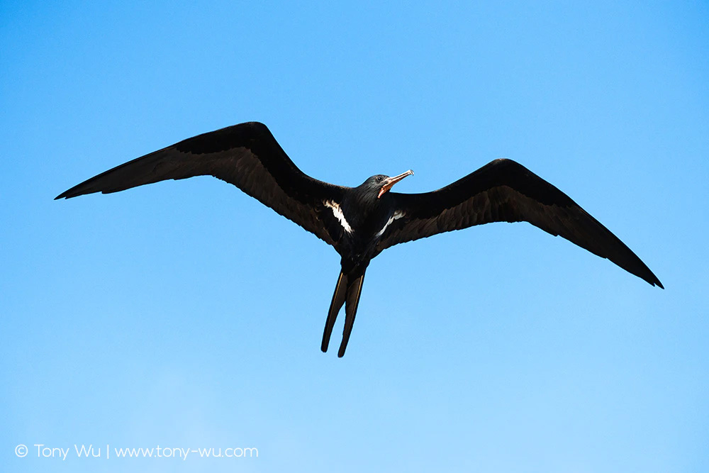 frigate bird