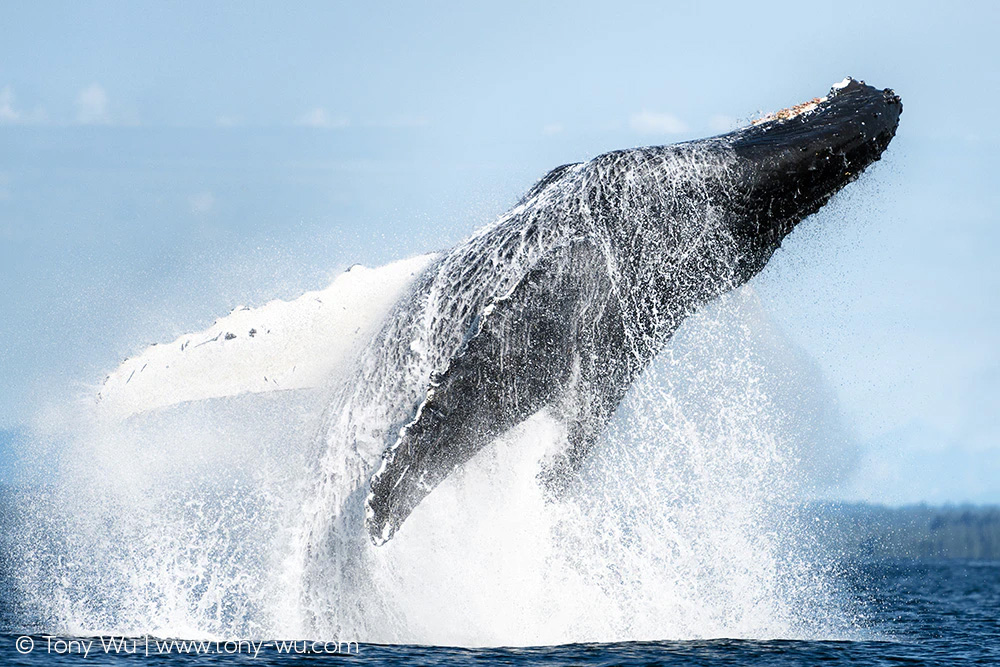 breaching humpback whale