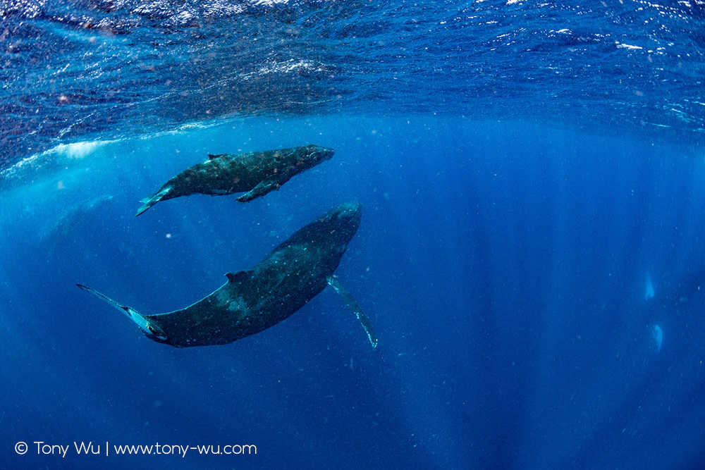 humpback whale female and calf