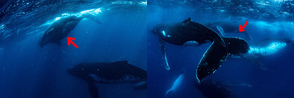 photo ID of humpback whales underwater