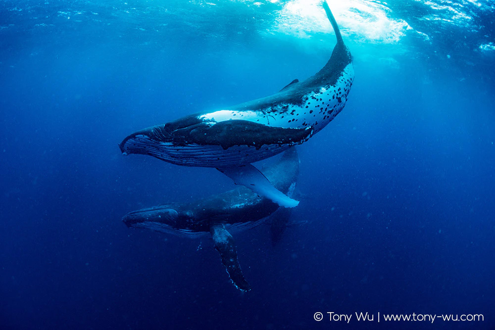 humpback whales underwater