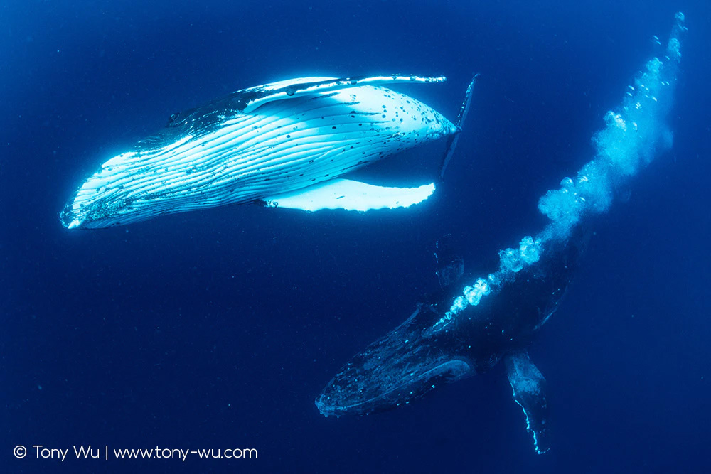 humpback whales blowing bubbles