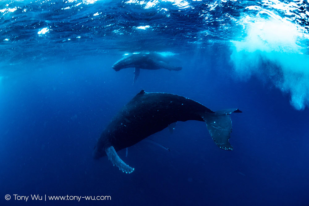 humpback whales