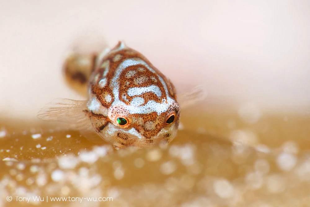 Aptocyclus ventricosus lumpsucker juvenile hunting