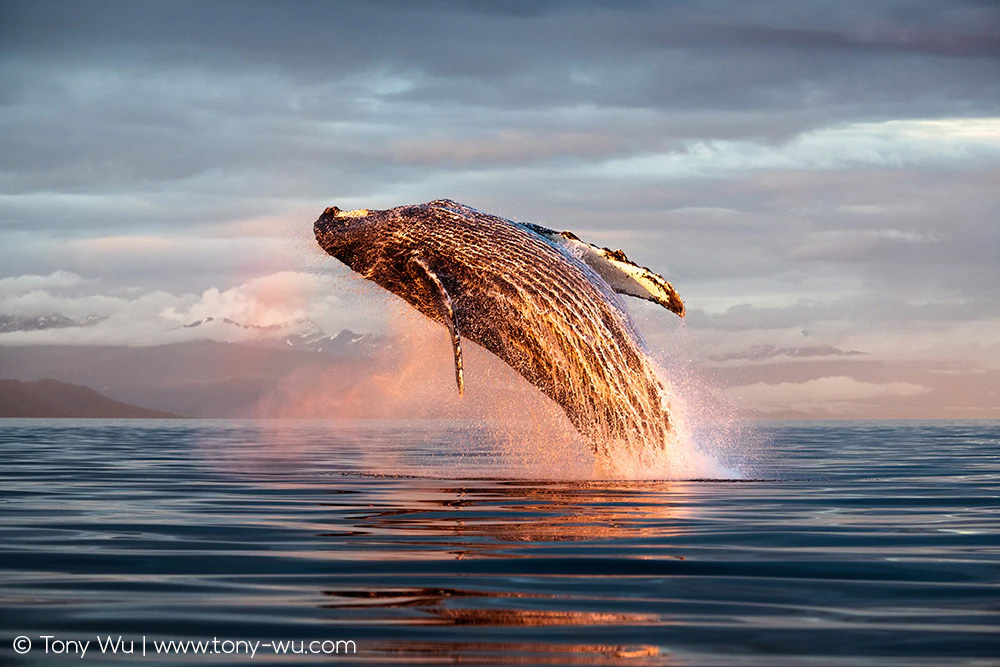 breaching humpback whale