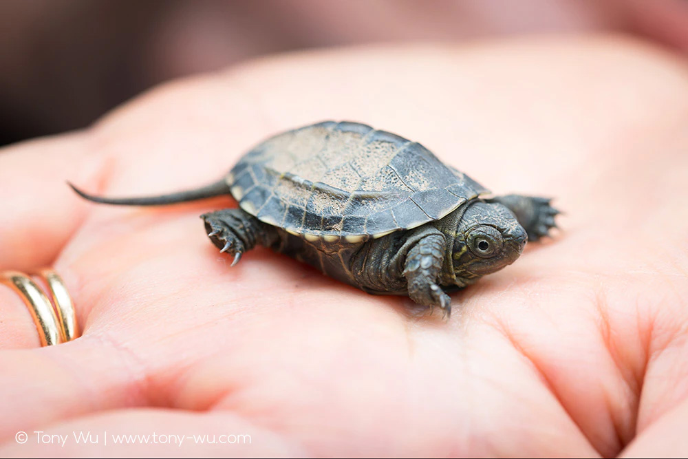 baby Mauremys reevesii pond turtle