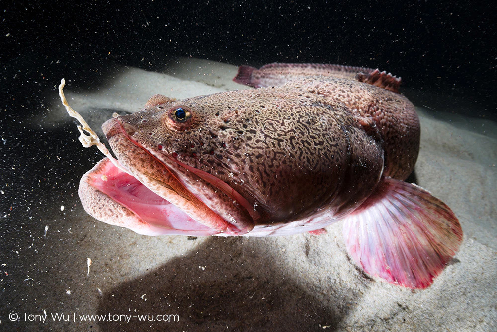 Stichaeus grigorjewi prickleback