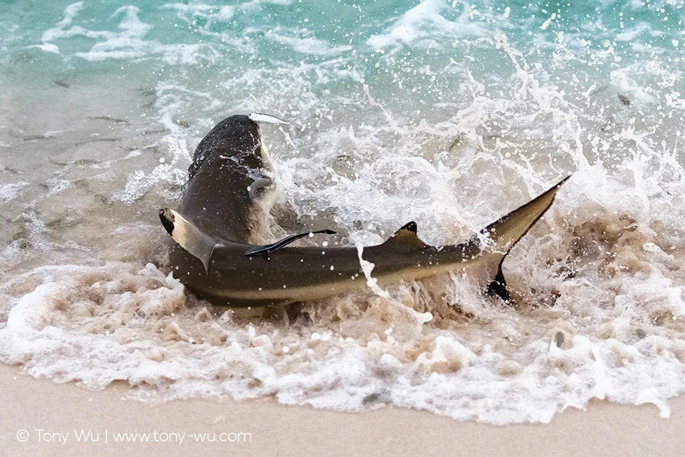 blacktip reef shark chasing sardines onto beach