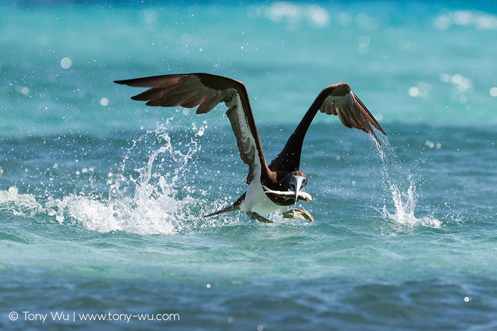 sula leucogaster booby with sardine