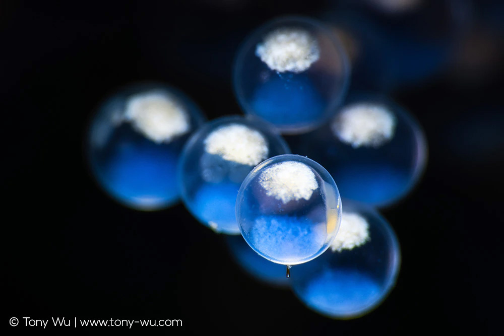 Fresh Hexagrammos otakii eggs