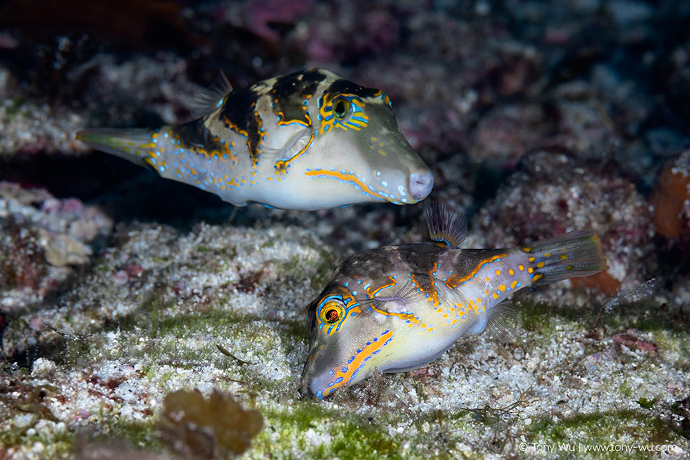 Canthigaster coronata puffer spawning