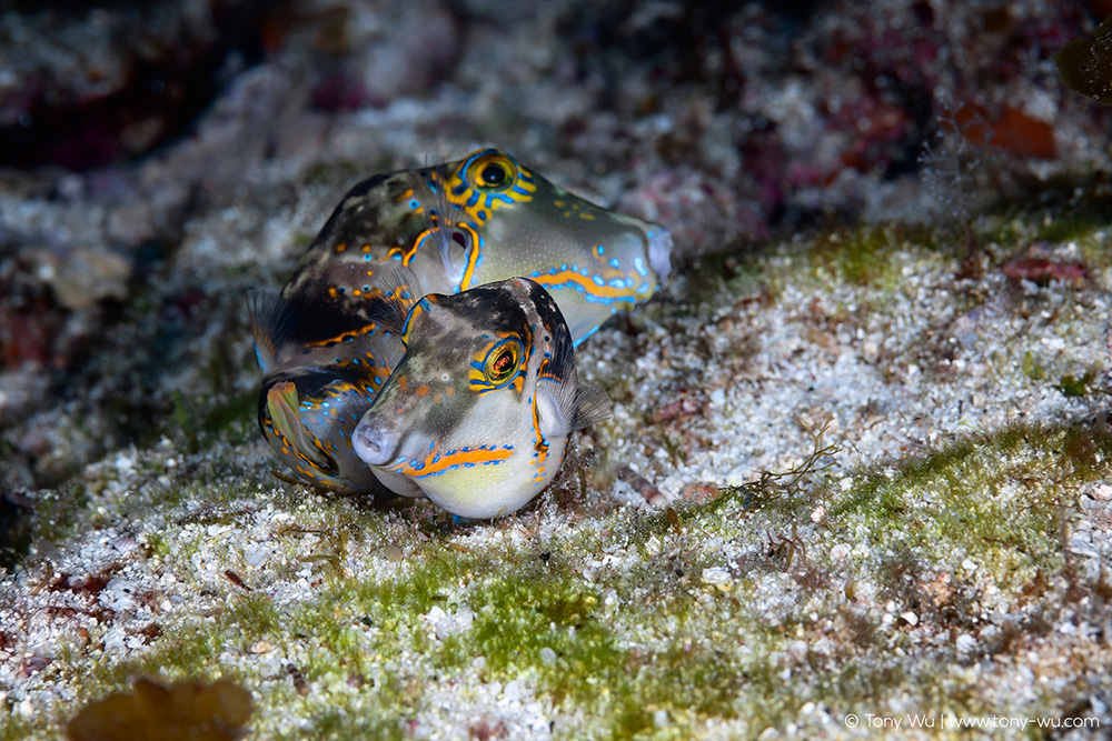 Canthigaster coronata puffer spawning