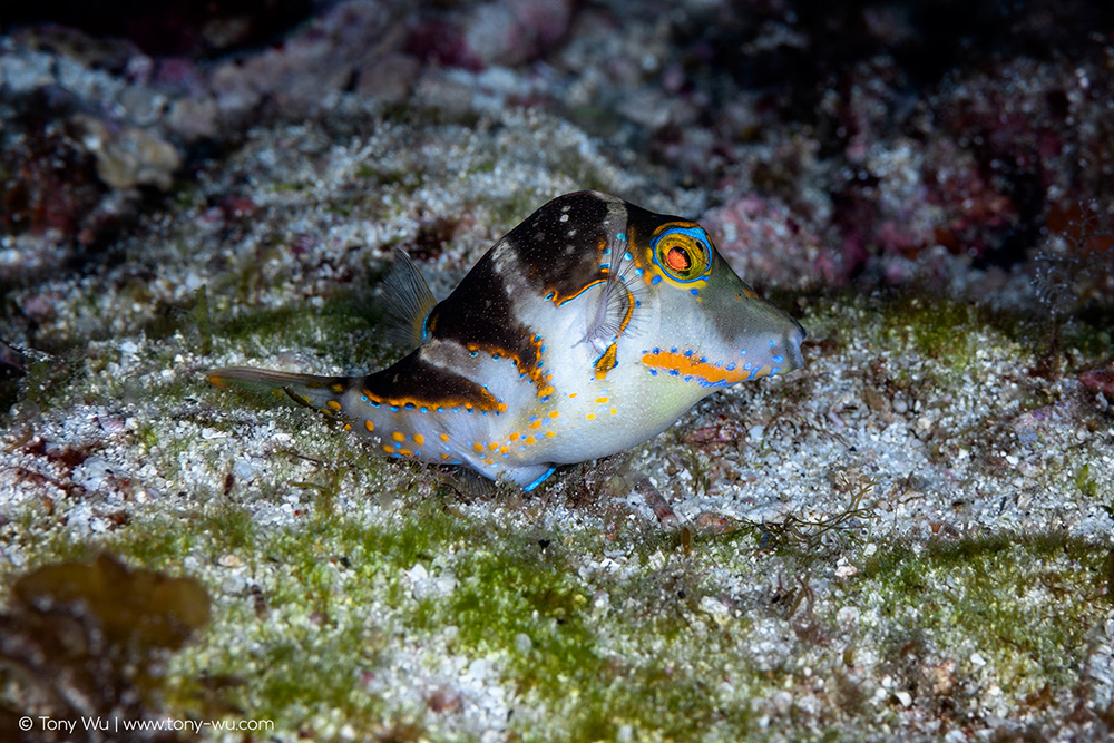 Canthigaster coronata female after spawning