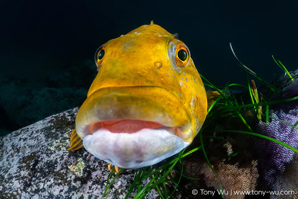 Fat greenling Hexagrammos otakii