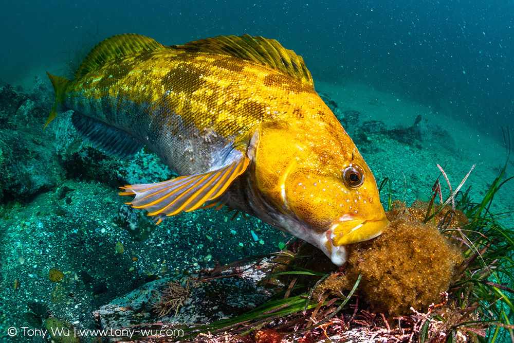 Hexagrammos otakii tending eggs