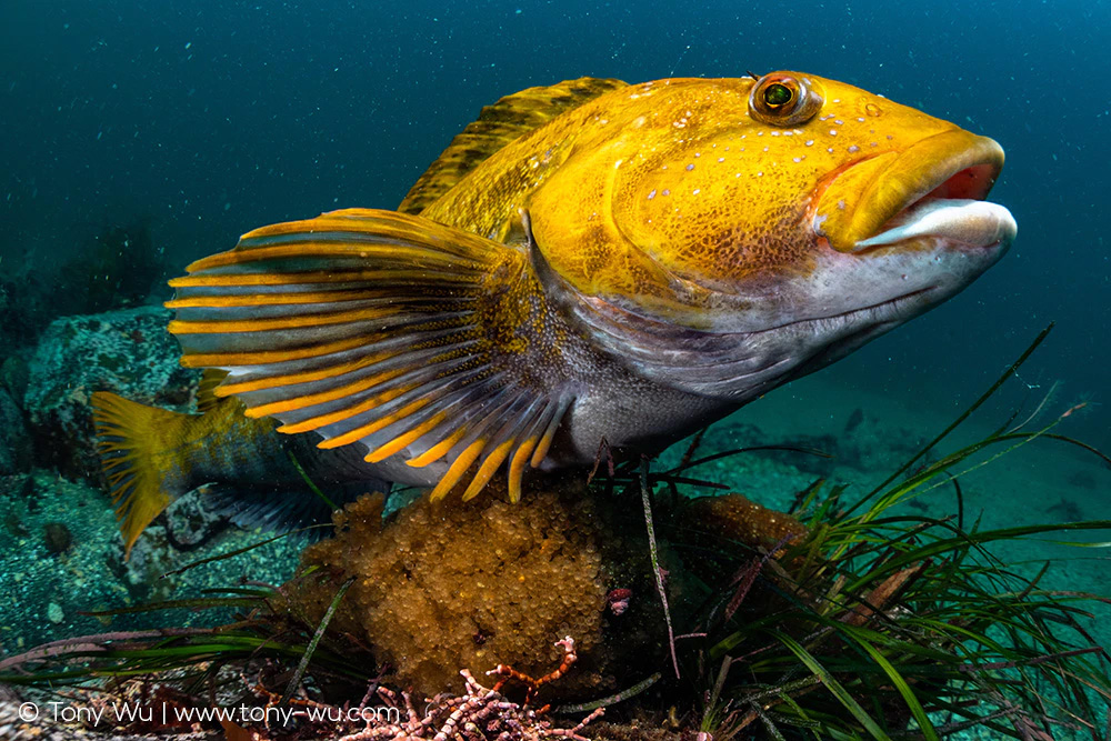 Fat greenling male tending eggs