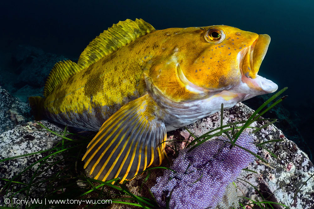 Hexagrammos otakii male with eggs