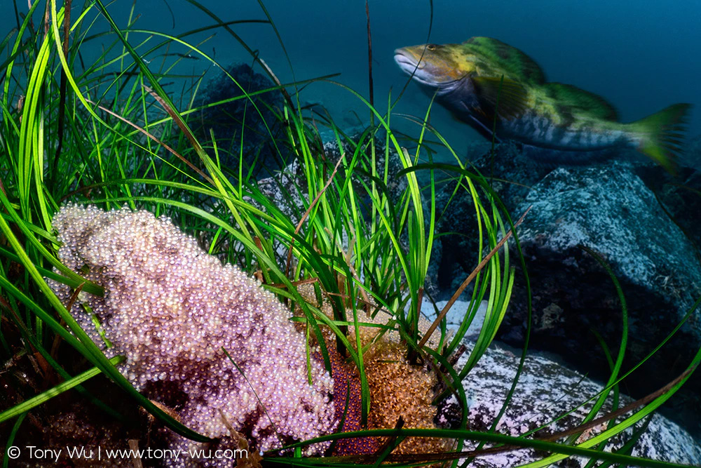 Hexagrammos otakii swimming near eggs