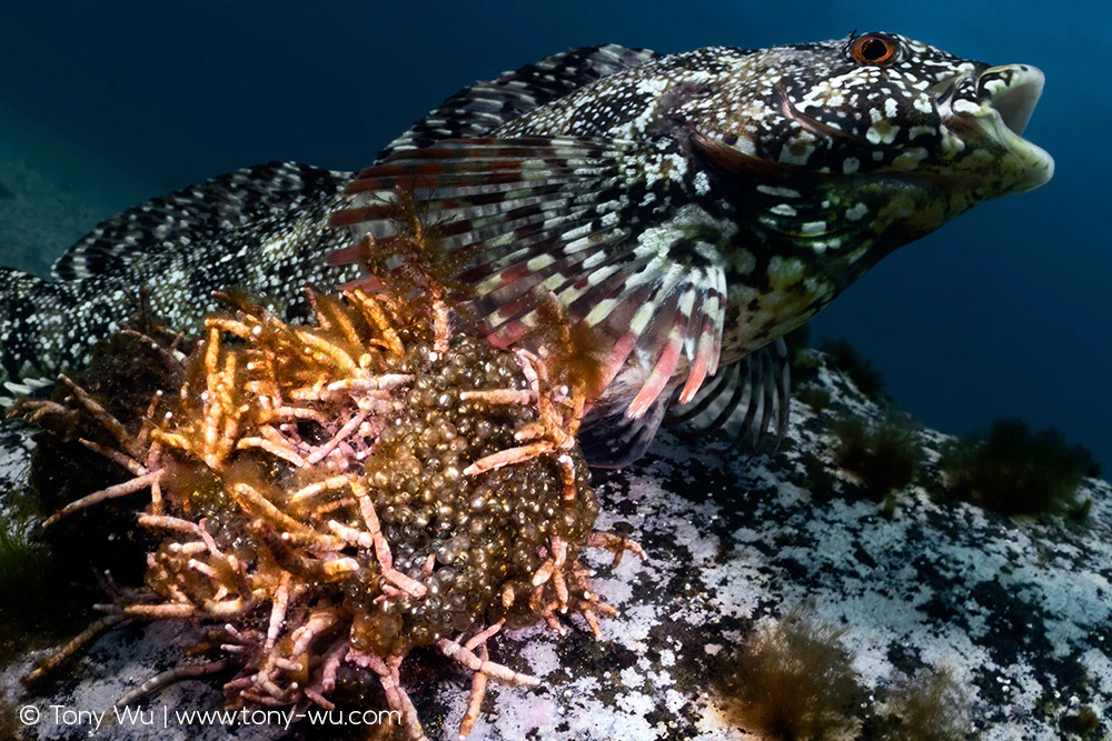 Hexagrammos agrammus male tending eggs