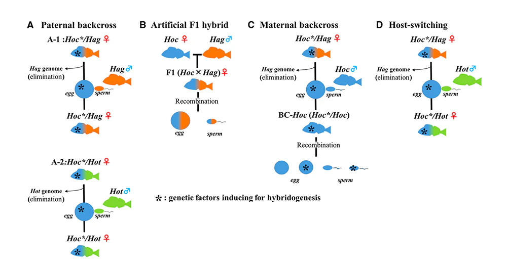 hemiclonal reproduction in Hexagrammos