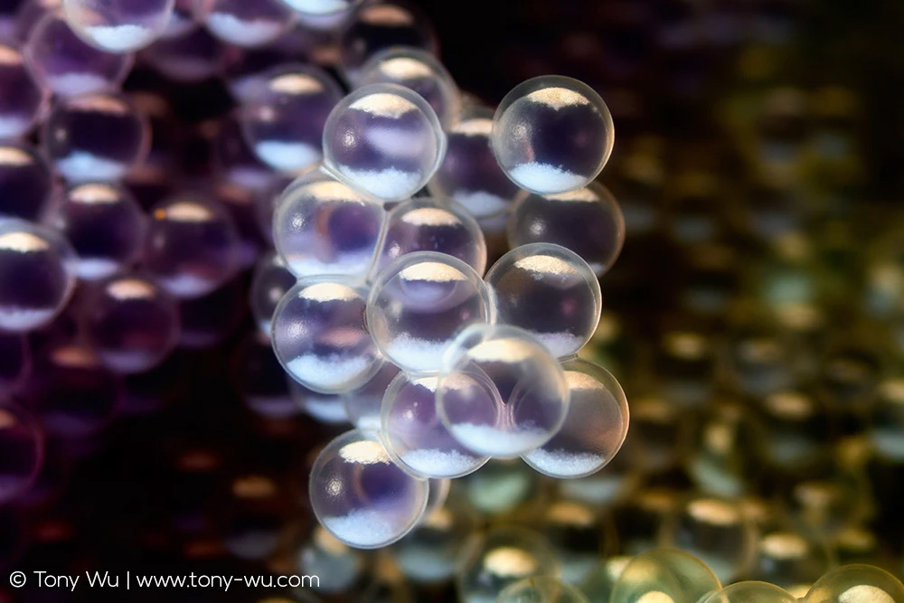 Hexagrammos otakii eggs