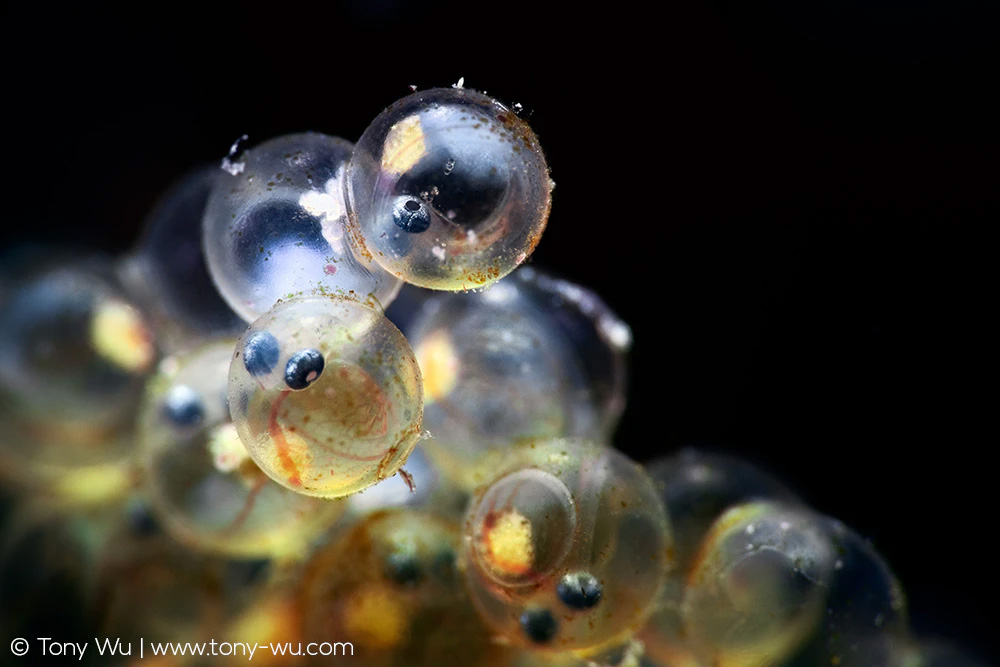 Hexagrammos otakii embryos inside eggs