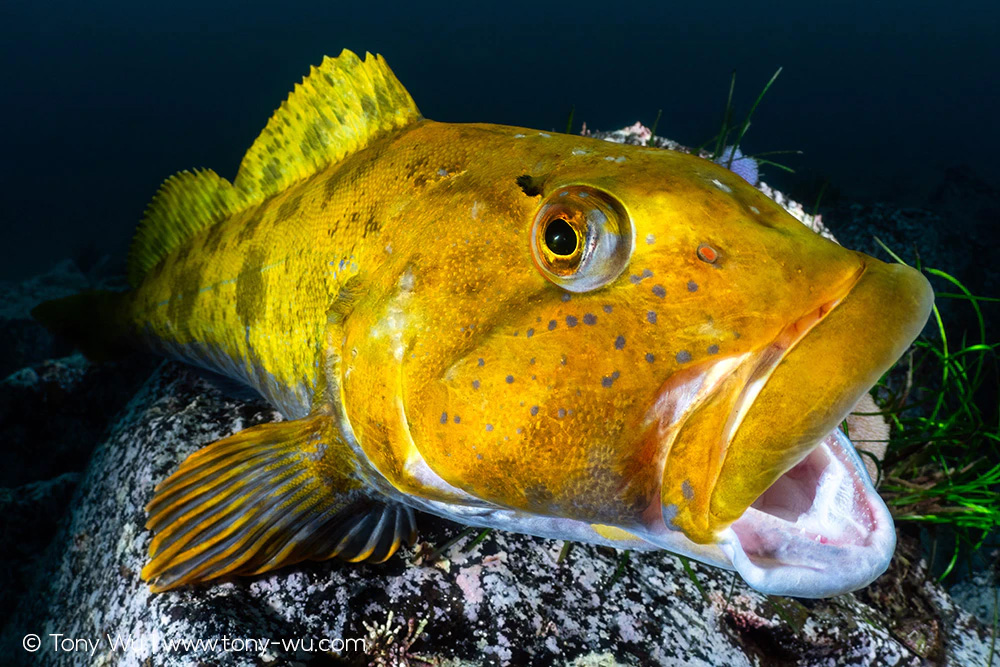 Hexagrammos otakii fat greenling male