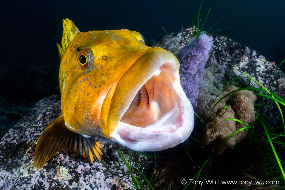 Hexagrammos otakii male with eggs