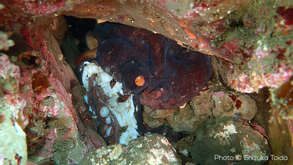 octopus sinensis dying