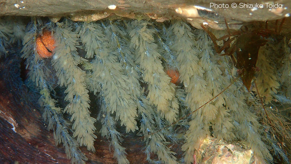 octopus sinensis eggs finished hatching