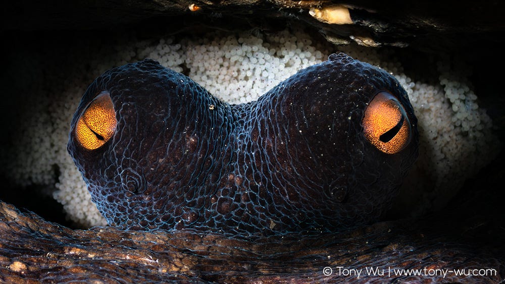 octopus sinensis guarding eggs
