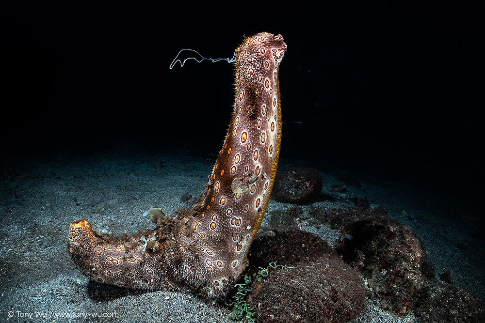 Bohadschia argus spawning