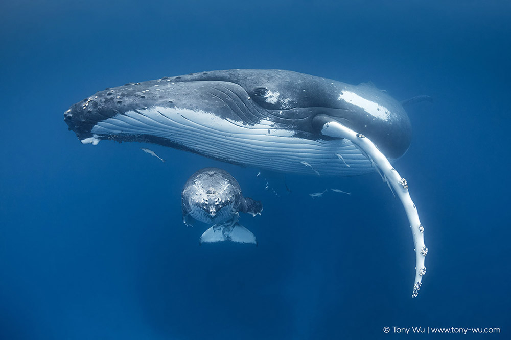 humpback whale female with calf