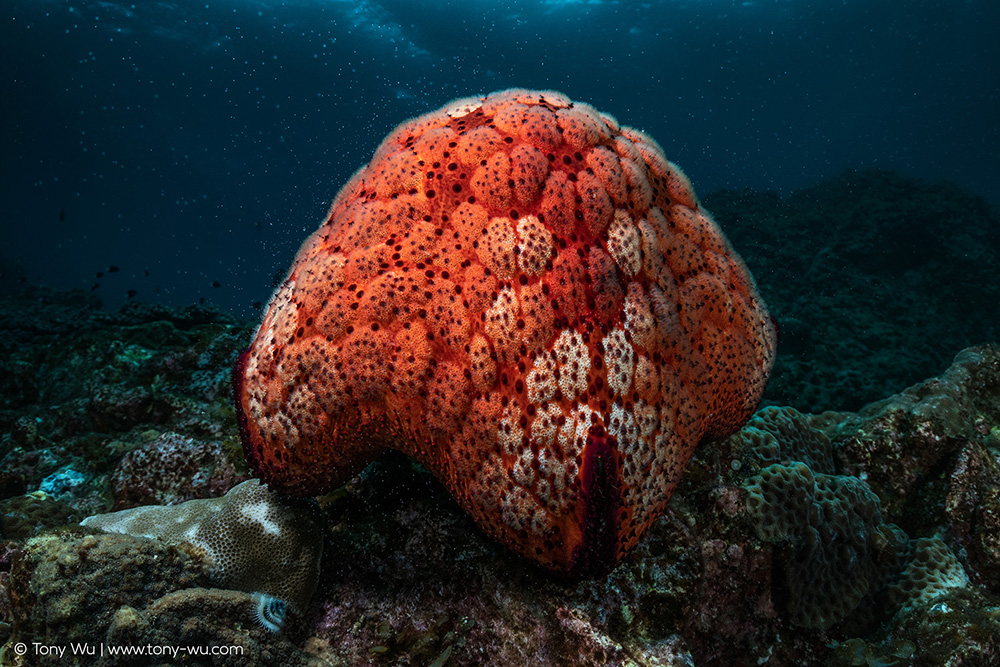 culcita novaeguineae cushion star spawning