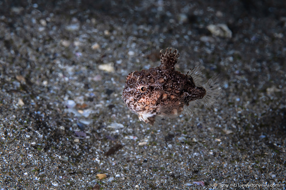 Eumicrotremus taranetzi lumpsucker