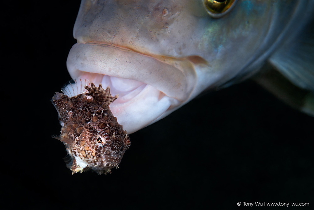 Pleurogrammus azonus eating Eumicrotremus taranetzi