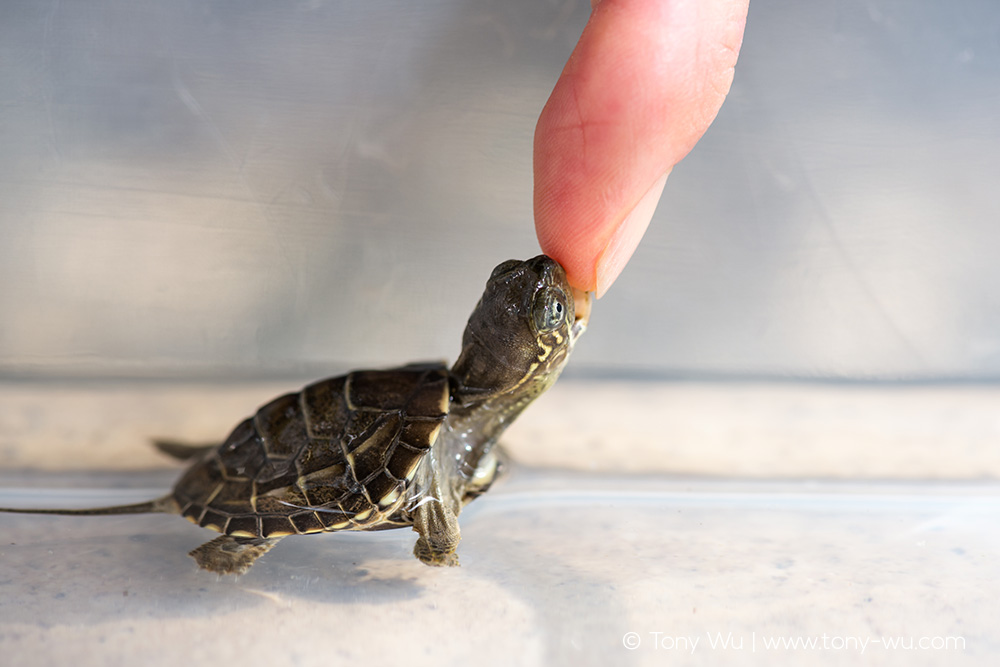 Baby Mauremys reevesii pond turtle