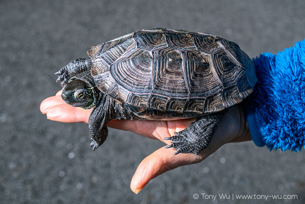 Mauremys reevesii pond turtle