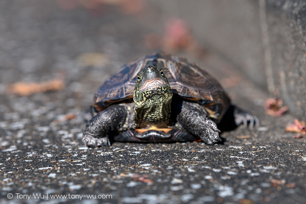 Mauremys reevesii pond turtle